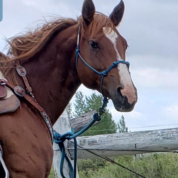 Meet your Posher, Danyell - Picture 1 of 1